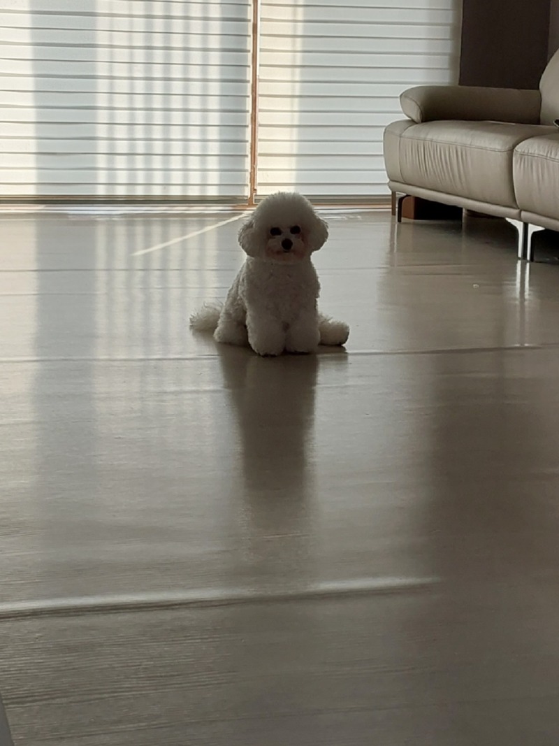 비숑숑이~~