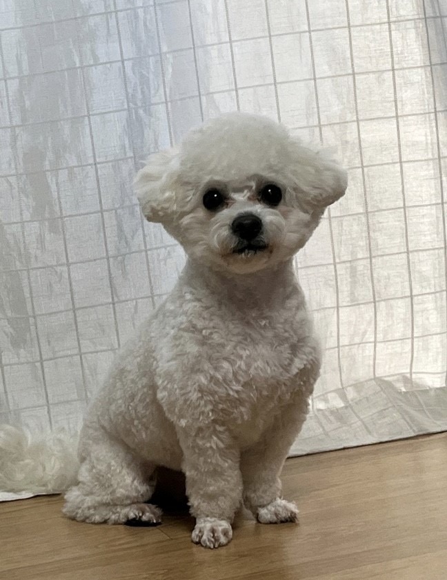 비숑숑이~~