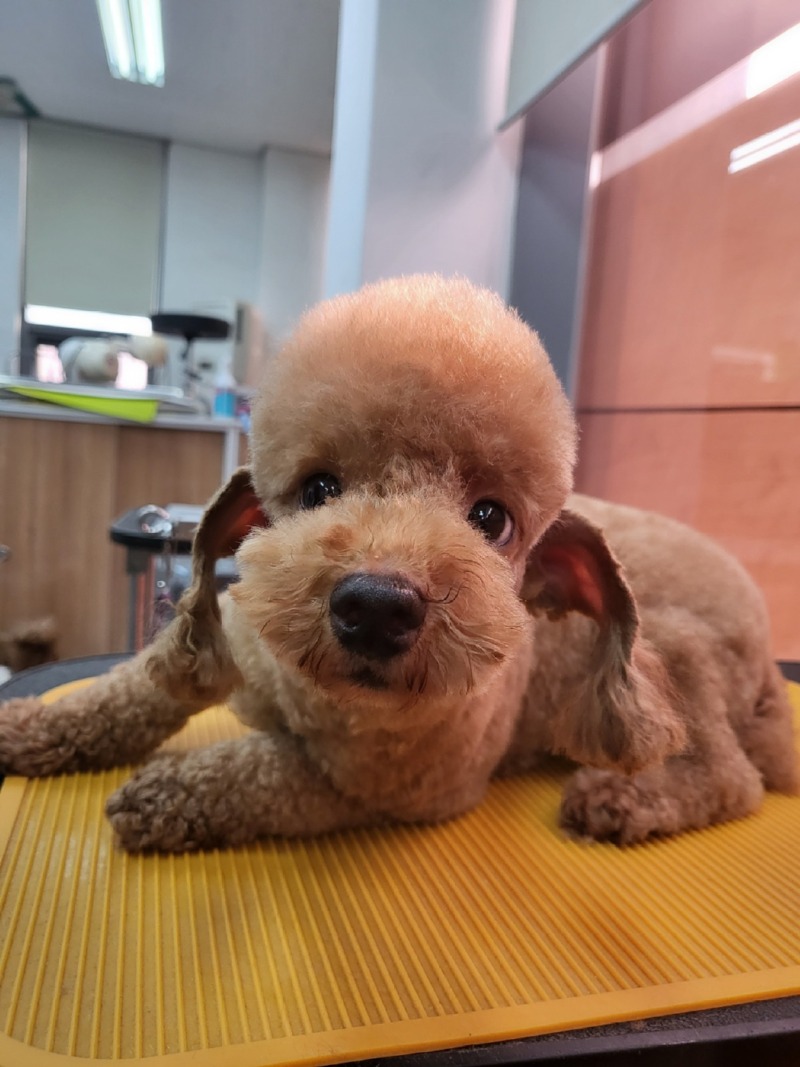 땅콩이 인사드립니다