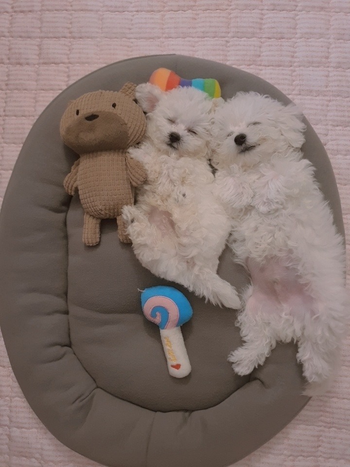 잠자는 강아지 가족