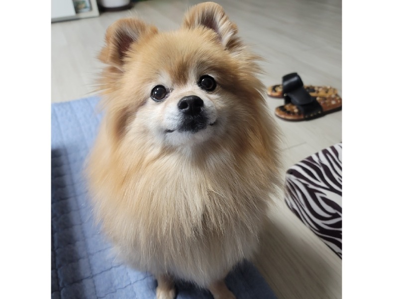♣ 남양주시 돌돌샵 애견샵 ♣