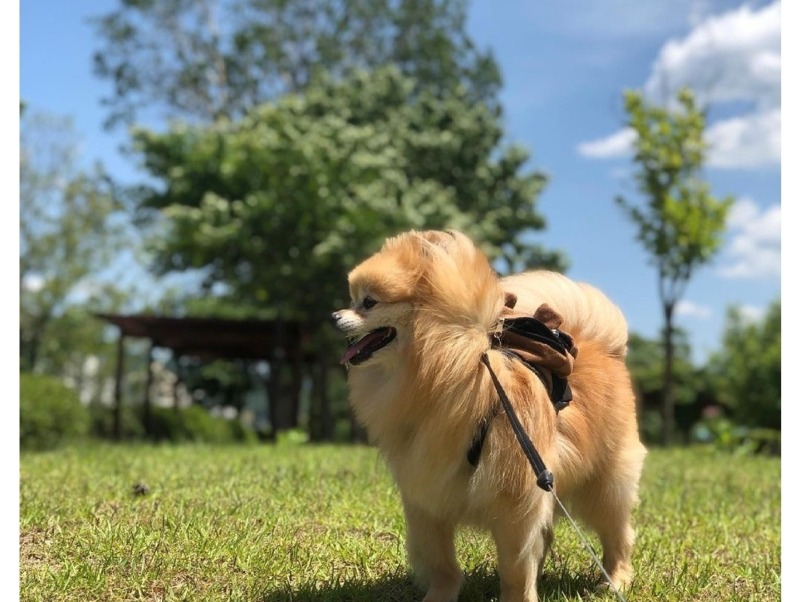 ♣ 남양주시 돌돌샵 애견샵 ♣