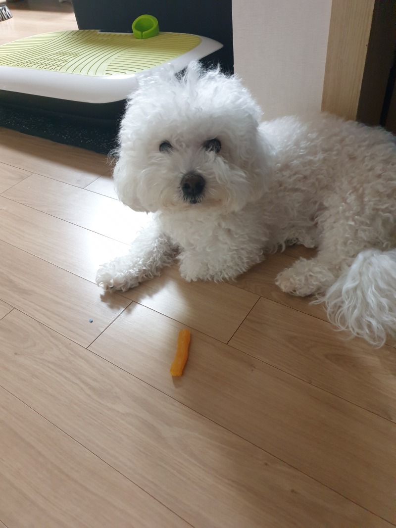 간식지키는 우리 강쥐~