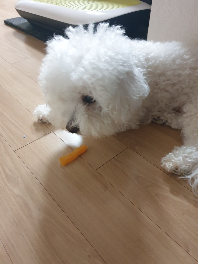 간식지키는 우리 강쥐~
