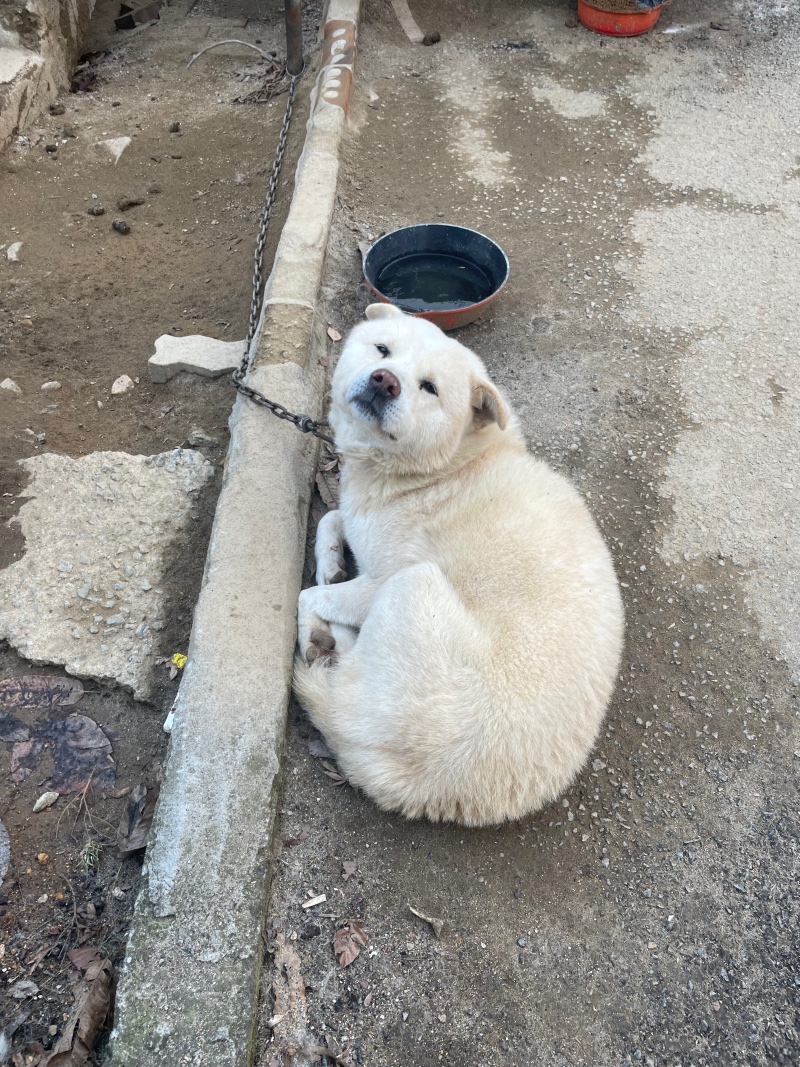 귀욤댕아