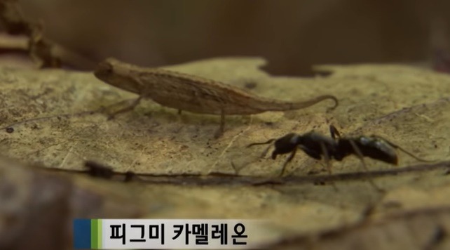 신비의 섬 마다가스카르