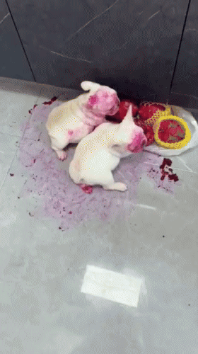 강아지가 절대로 먹으면 안되는 음식 