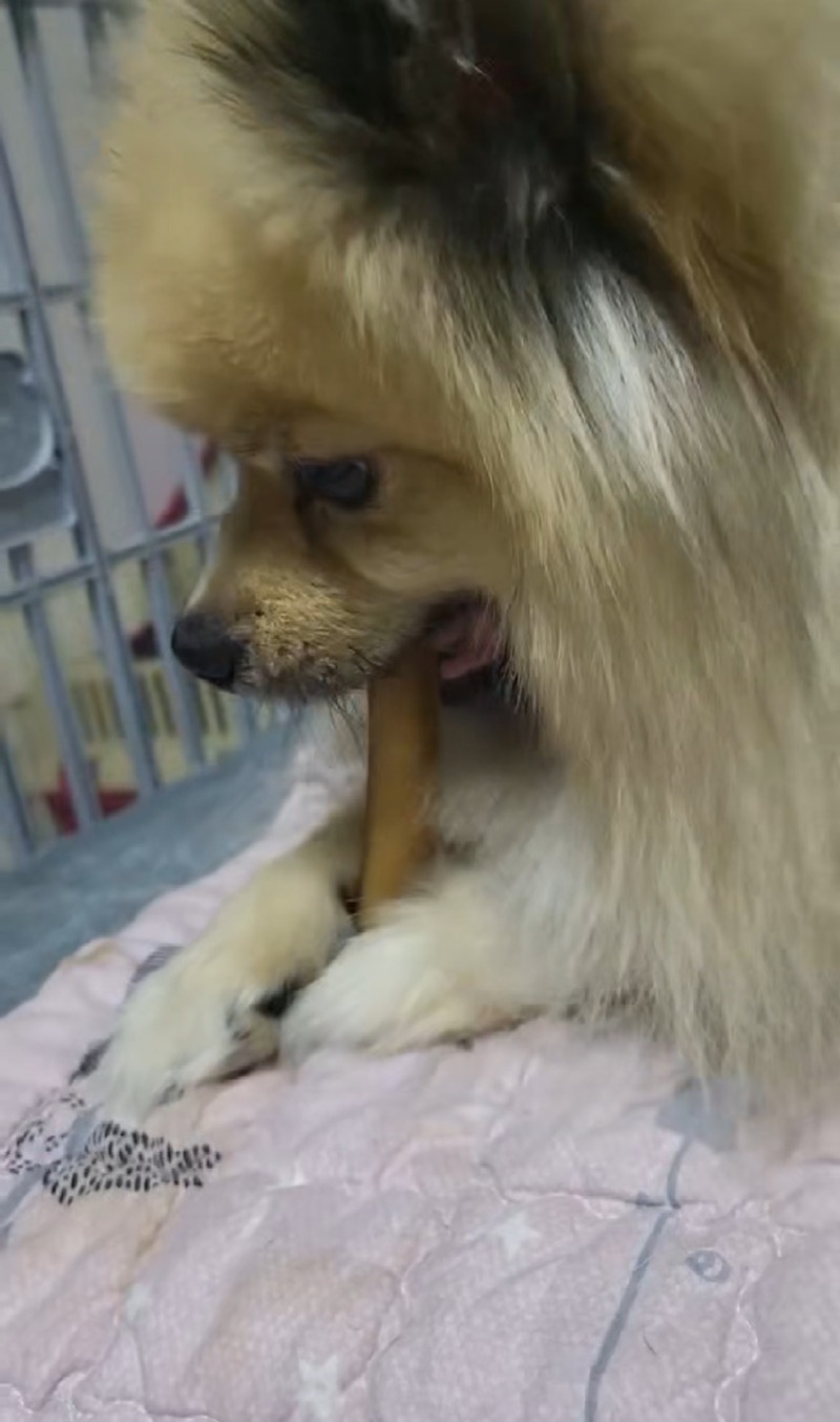 간식맛집 견제과!