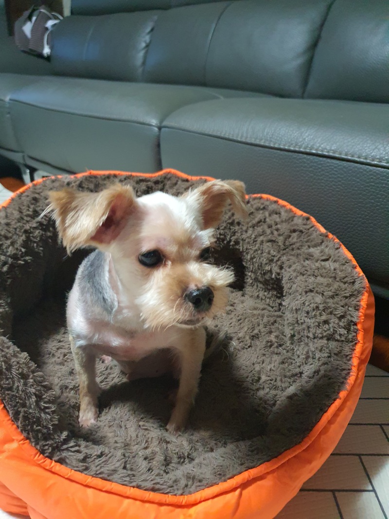 간식 기다려요.