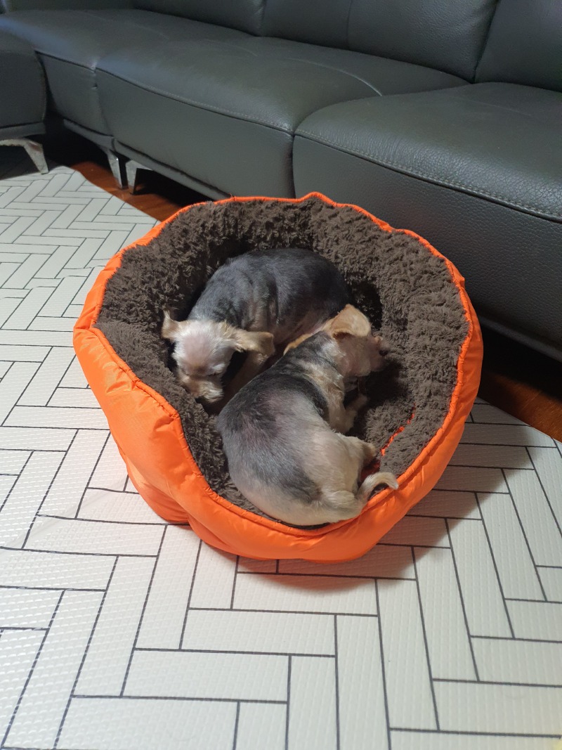 간식 기다려요.
