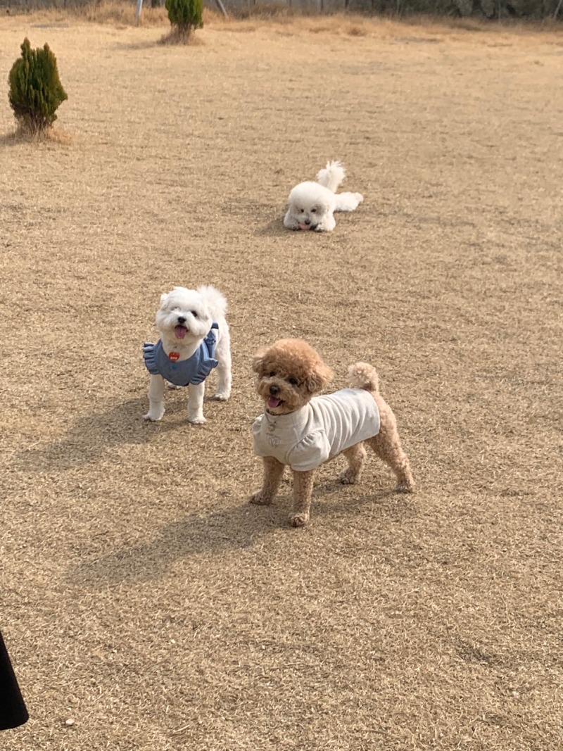 온니담 애견카페 다녀와보셨나요??