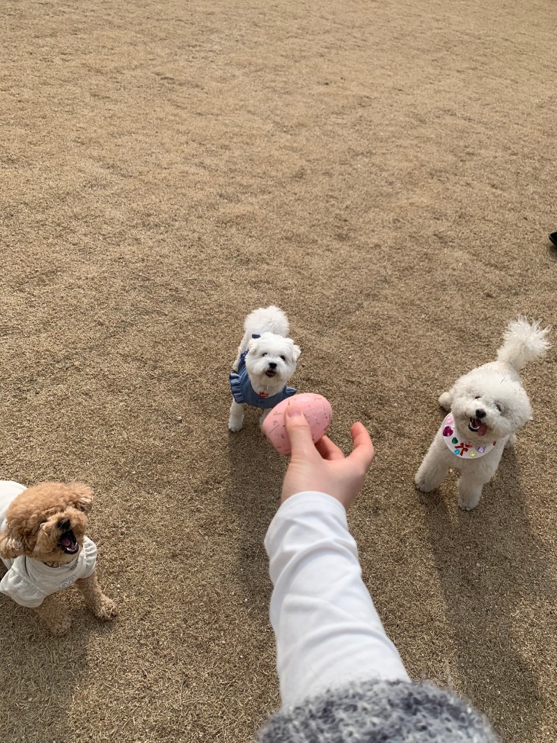온니담 애견카페 다녀와보셨나요??