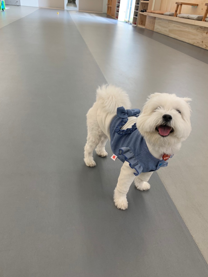 온니담 애견카페 다녀와보셨나요??