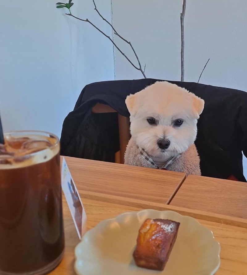 폴인80 애견동반카페 다녀왔어요 ㅎㅎ