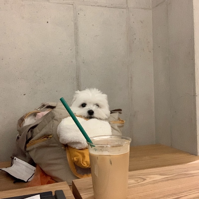 테르커피 애견동반카페 고고링~~