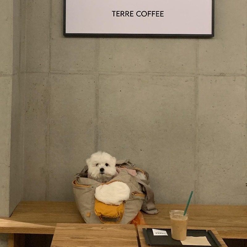테르커피 애견동반카페 고고링~~
