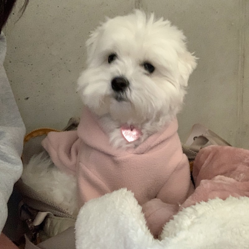 테르커피 애견동반카페 고고링~~