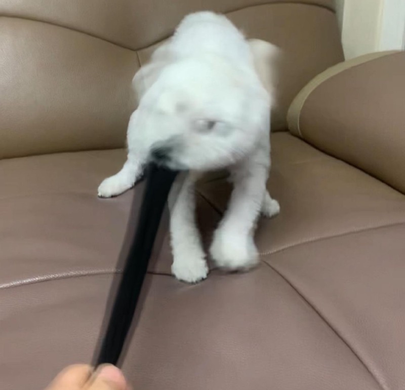 당겨당겨 미친듯이 당겨보는거야!! 아좌!!!!!!!!