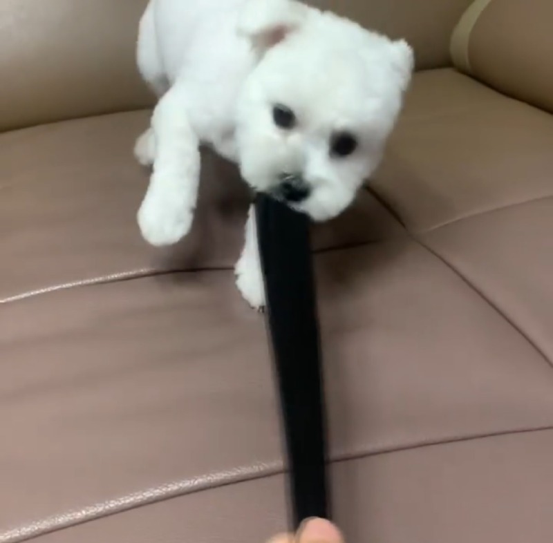 당겨당겨 미친듯이 당겨보는거야!! 아좌!!!!!!!!