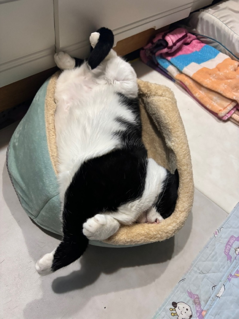 졸리냥