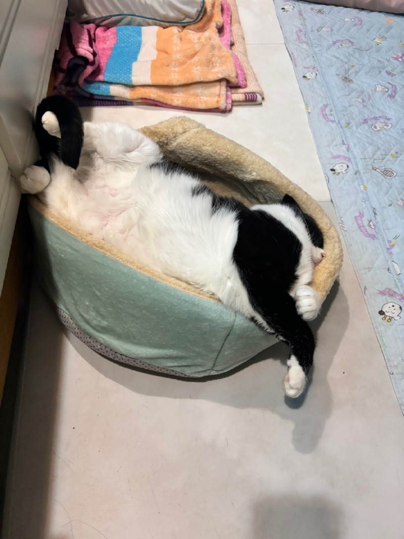 졸리냥
