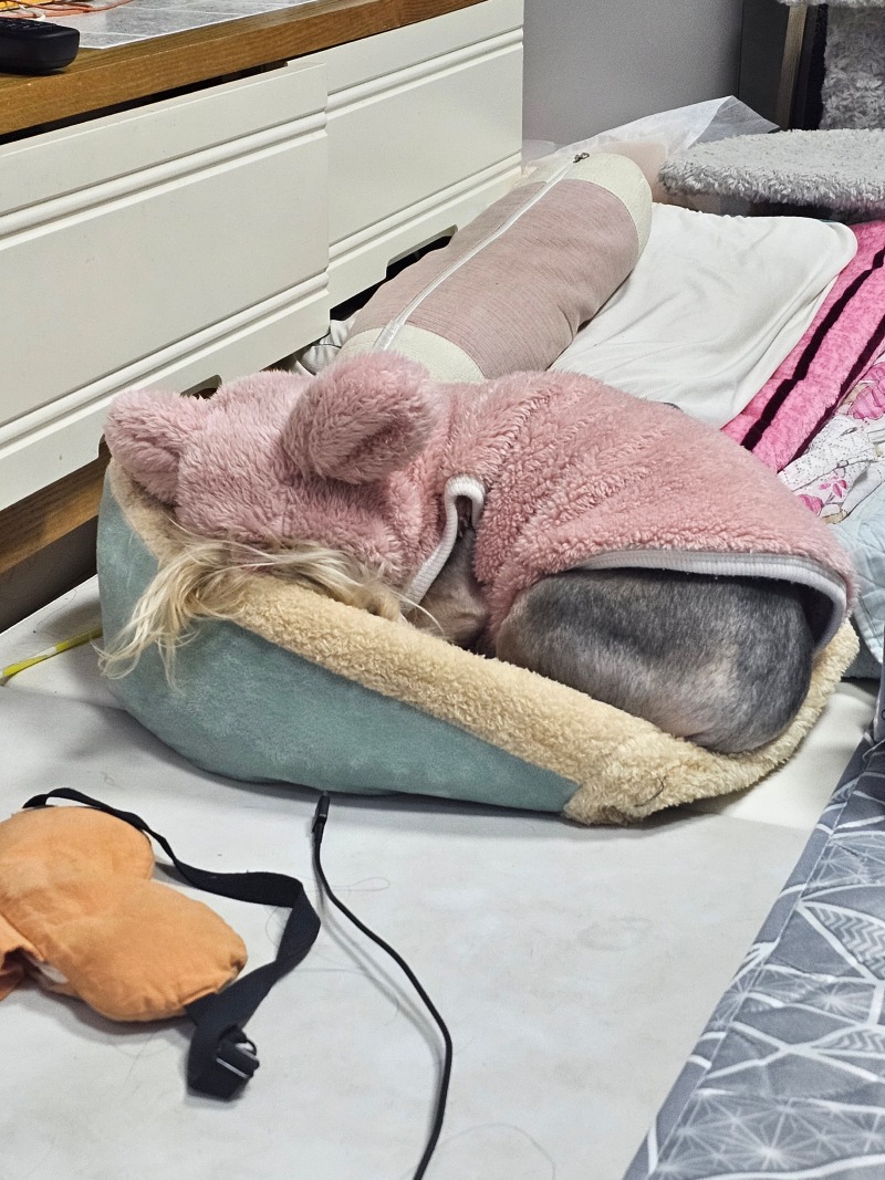 졸리개