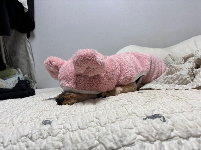 졸리개