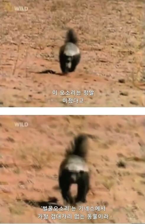 지구에서 제일 겁이 없는 벌꿀오소리