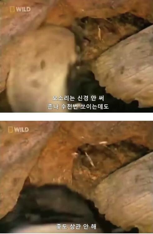 지구에서 제일 겁이 없는 벌꿀오소리