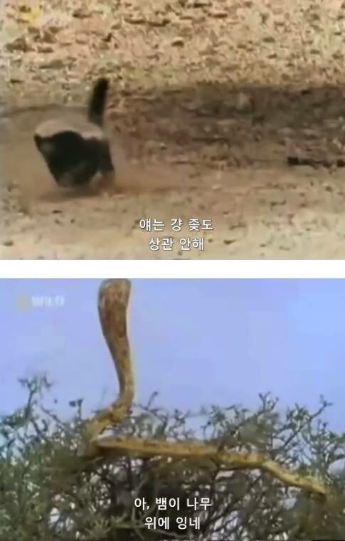 지구에서 제일 겁이 없는 벌꿀오소리