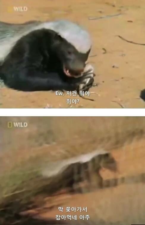 지구에서 제일 겁이 없는 벌꿀오소리