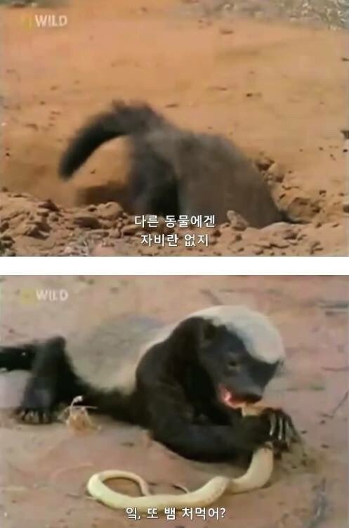 지구에서 제일 겁이 없는 벌꿀오소리