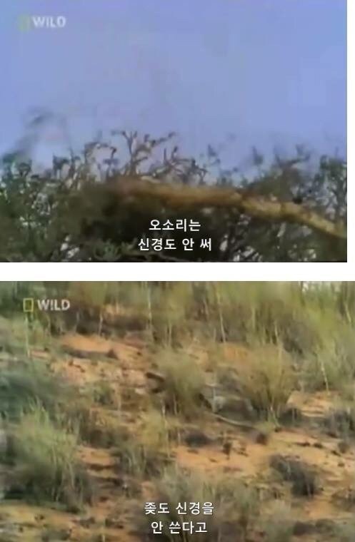 지구에서 제일 겁이 없는 벌꿀오소리