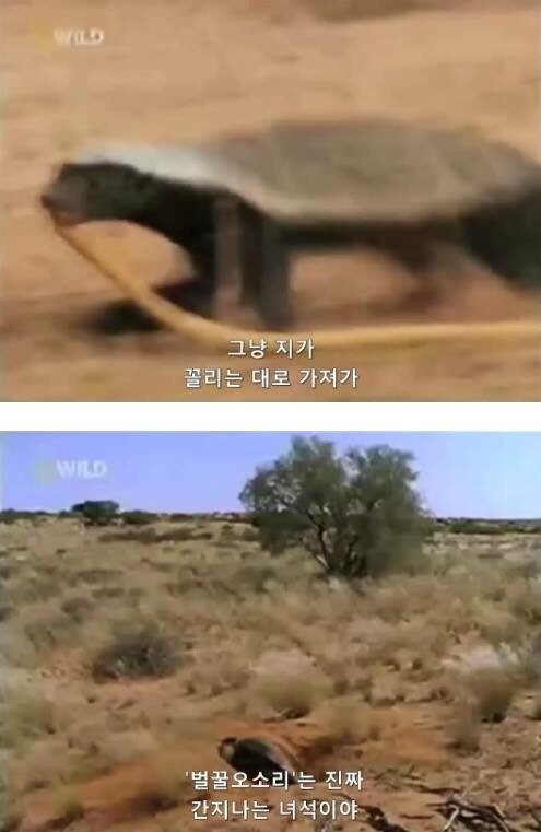 지구에서 제일 겁이 없는 벌꿀오소리