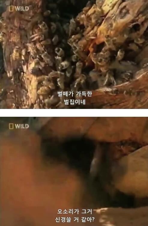 지구에서 제일 겁이 없는 벌꿀오소리