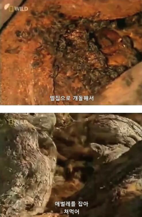 지구에서 제일 겁이 없는 벌꿀오소리