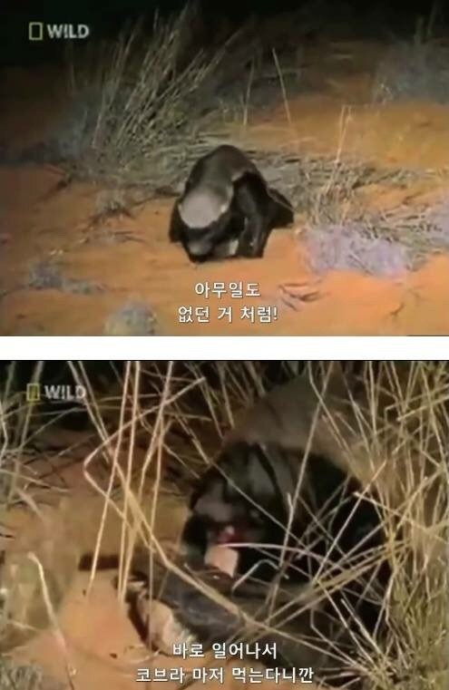 지구에서 제일 겁이 없는 벌꿀오소리