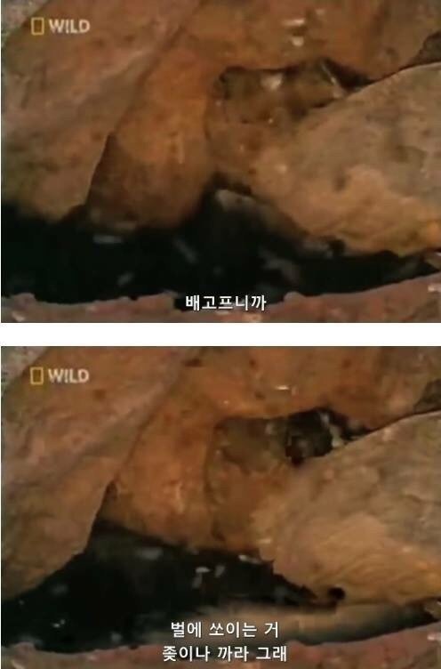 지구에서 제일 겁이 없는 벌꿀오소리