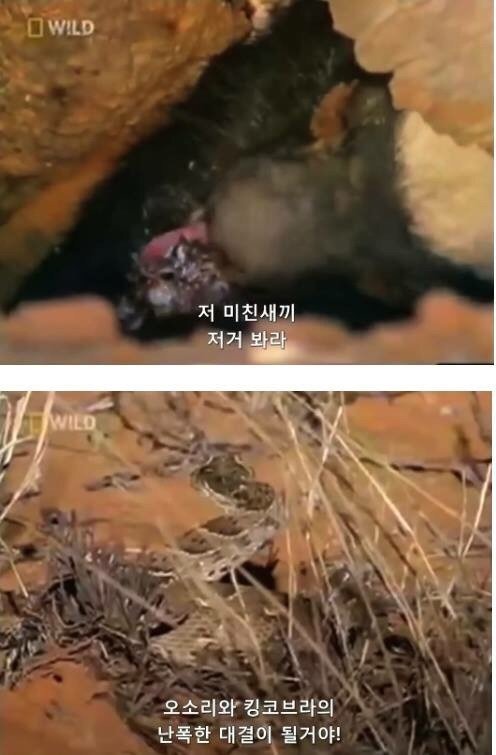 지구에서 제일 겁이 없는 벌꿀오소리