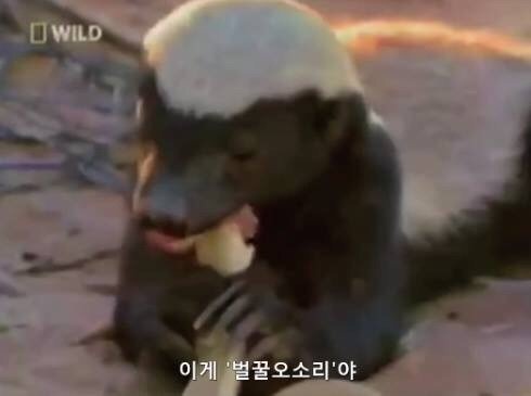 지구에서 제일 겁이 없는 벌꿀오소리