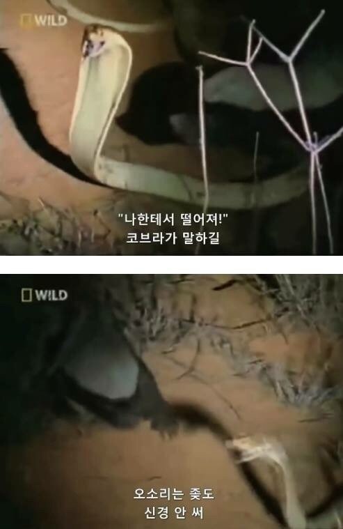 지구에서 제일 겁이 없는 벌꿀오소리