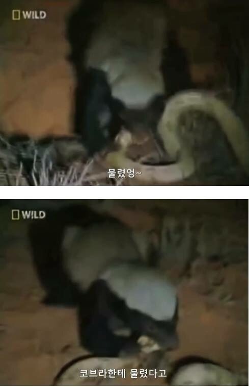 지구에서 제일 겁이 없는 벌꿀오소리