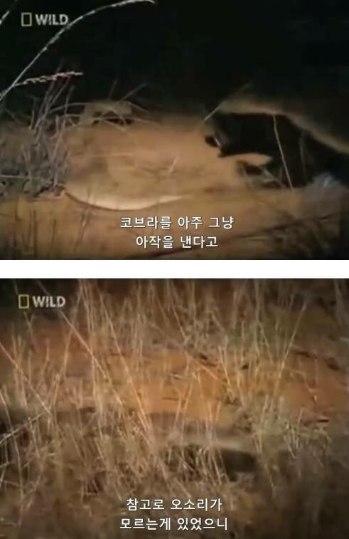 지구에서 제일 겁이 없는 벌꿀오소리
