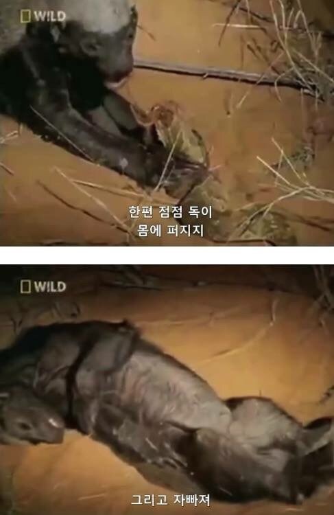 지구에서 제일 겁이 없는 벌꿀오소리