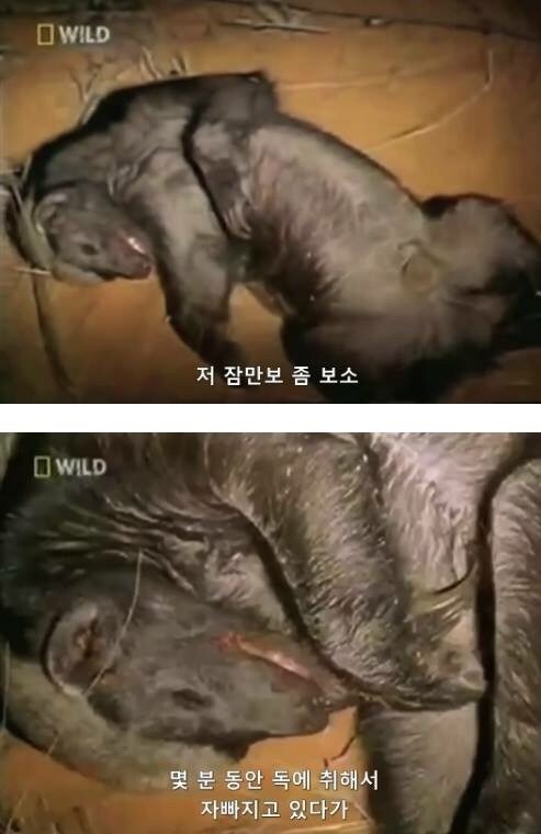 지구에서 제일 겁이 없는 벌꿀오소리