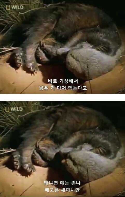 지구에서 제일 겁이 없는 벌꿀오소리