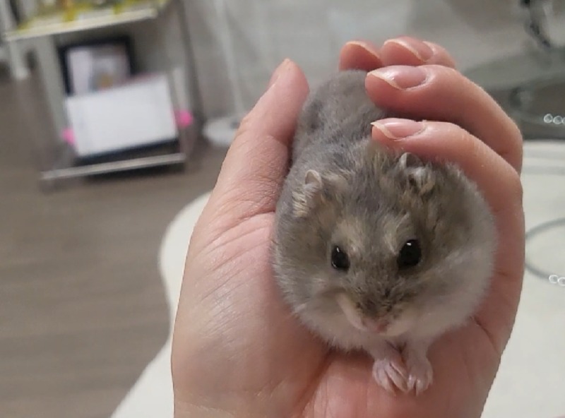 햄스터 크림이
