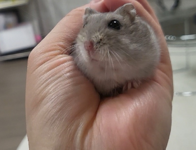 햄스터 크림이