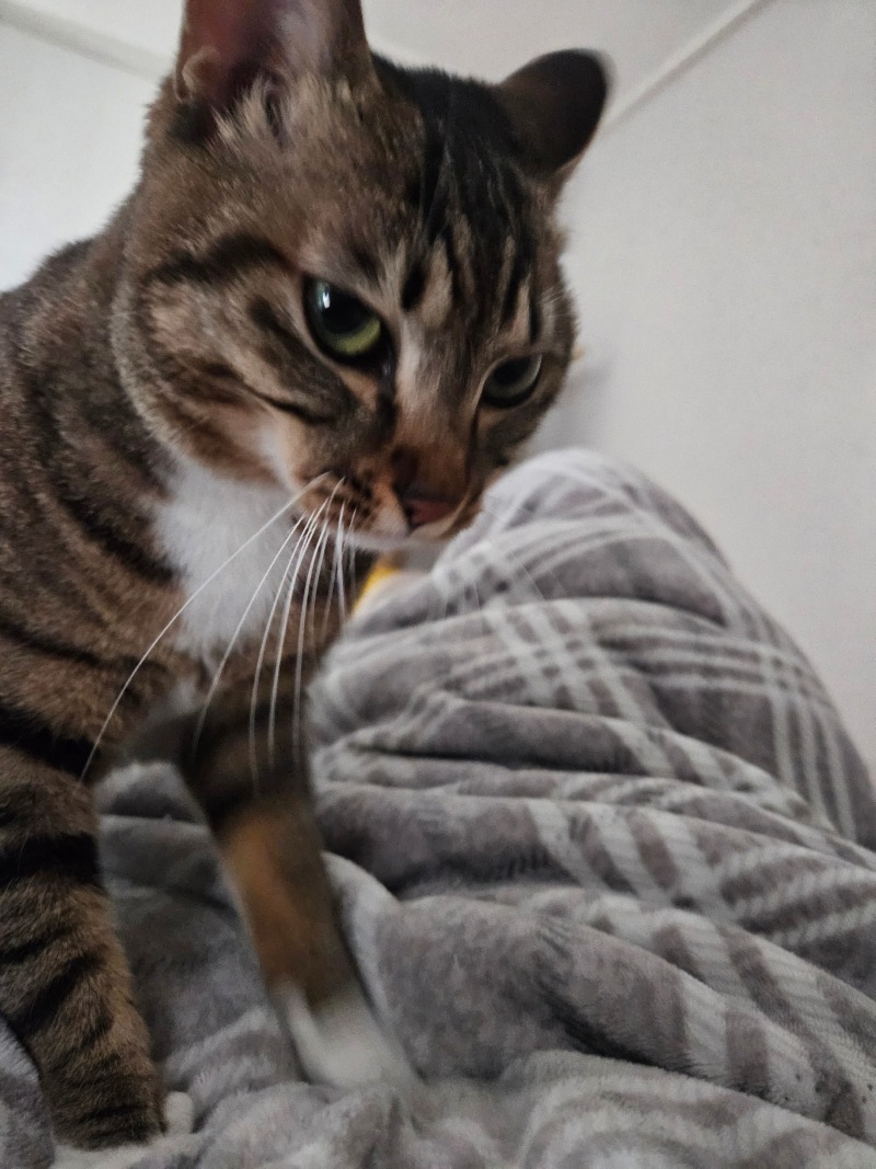 꾹꾹이 중