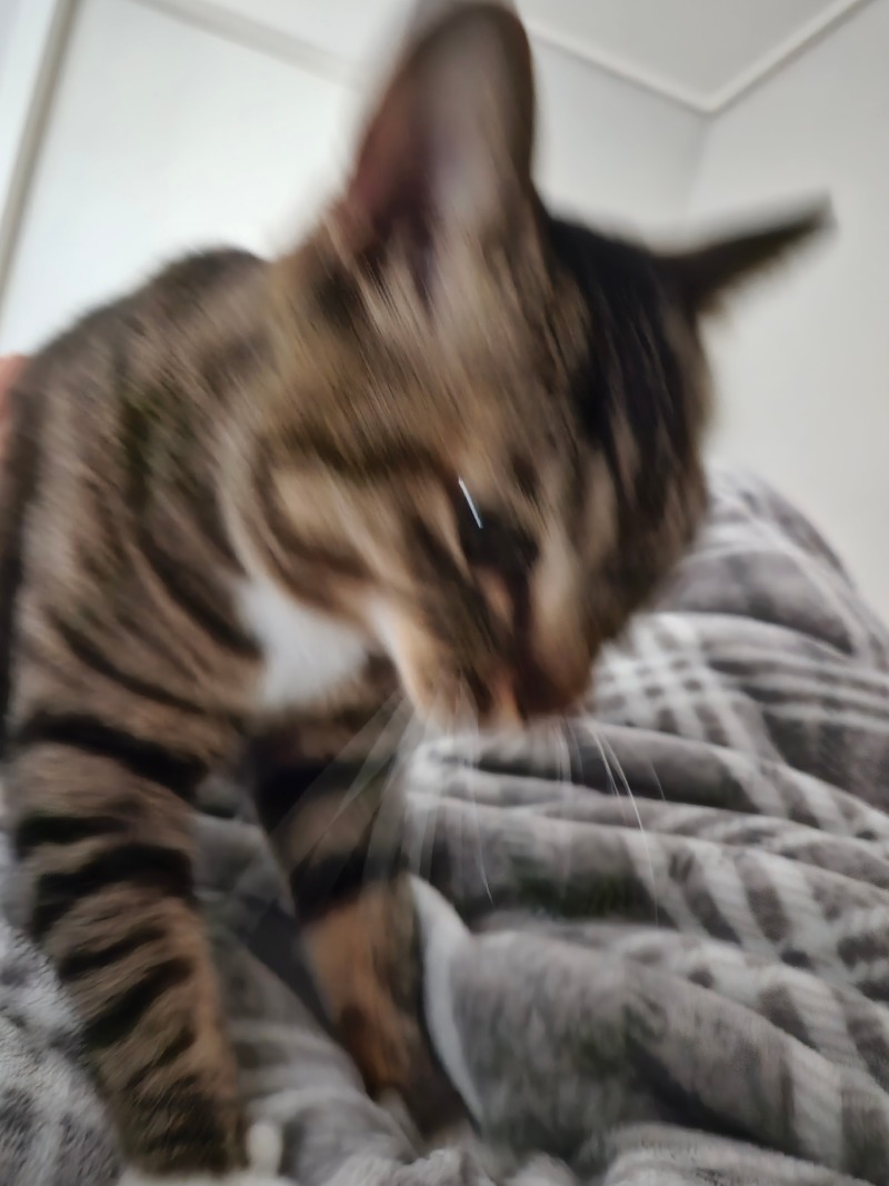 꾹꾹이 중
